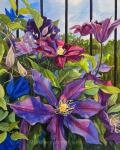 Clematis 20x16