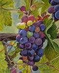 Vineyard Bounty 26x23